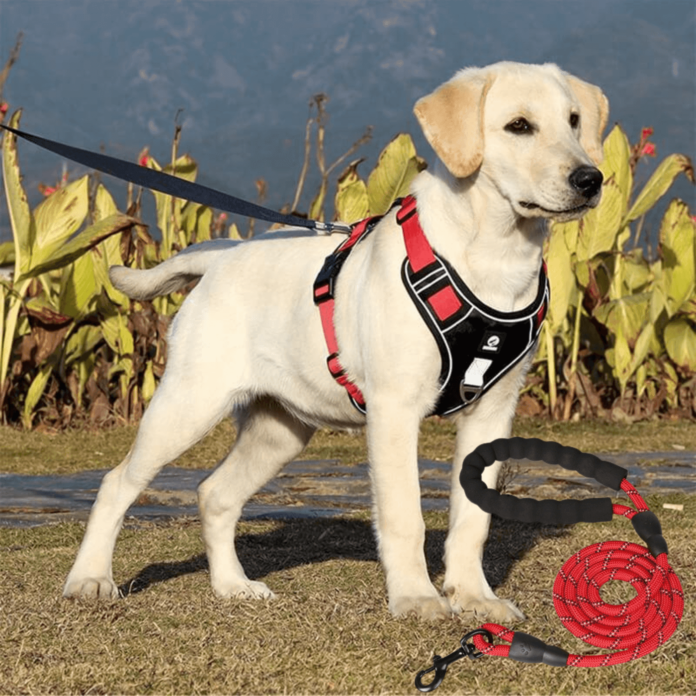 Harnais chien anti traction - Woof & Walk™